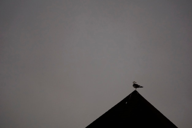 Gaviota en la cúspide de un tejado haciendo sus necesidades. Problemas con los ácidos de desecho