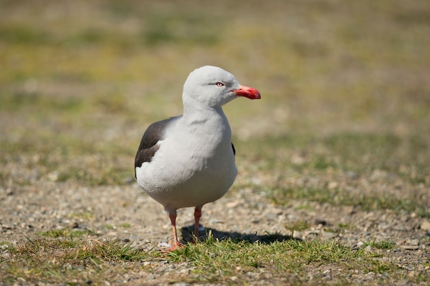 Gaviota delfín