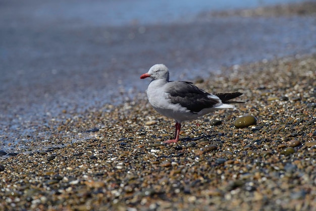 Gaviota delfín