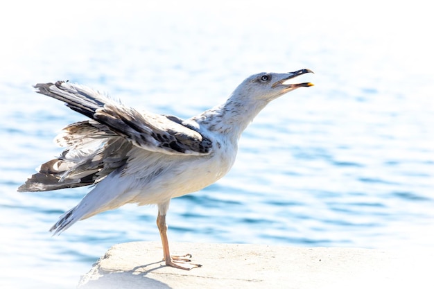 Foto una gaviota desaliñada con un pico abierto mira hacia arriba contra el fondo del agua