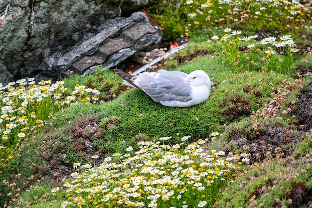 Gaviota descansando en la hierba sobre un acantilado con flores.