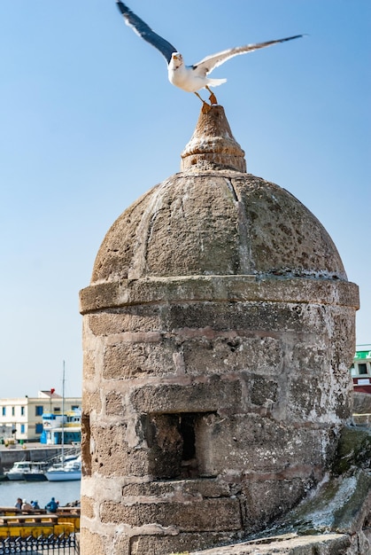 Una gaviota despega de una de las torretas de la ciudadela de Mogador en Essaouira Marruecos