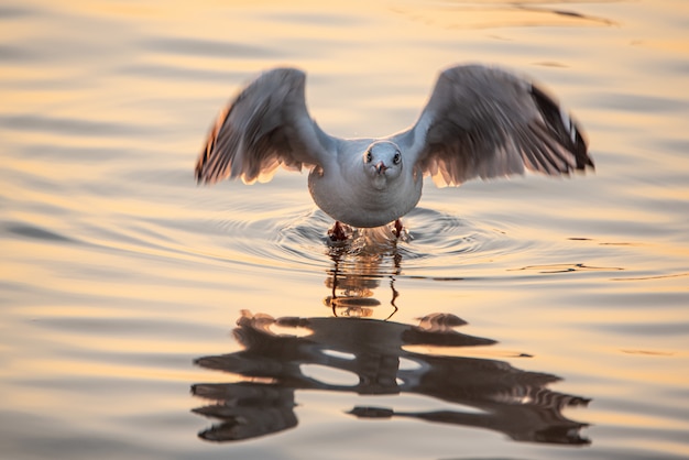 Gaviota despegando por encima del agua para volar con reflexión.