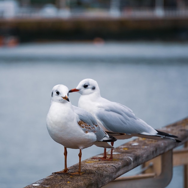 Gaviota donde se posan sobre la baranda en el puerto