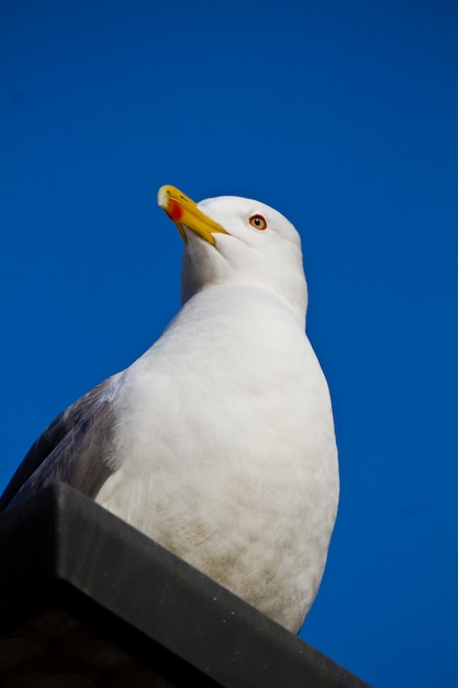 Gaviota en un edificio