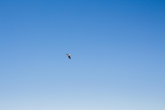 Gaviota se eleva en el cielo sobre el mar