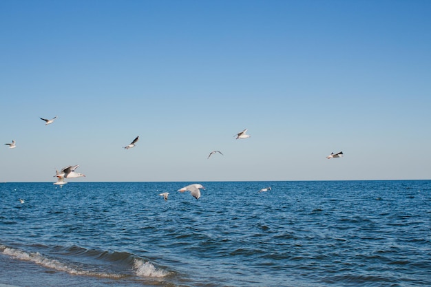 Gaviota se eleva en el cielo sobre el mar