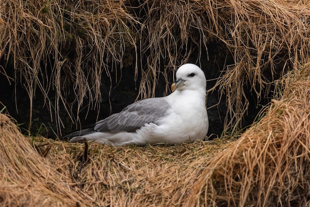 Gaviota empollando en Arnarstapi en la península de Snaefellsnes Islandia