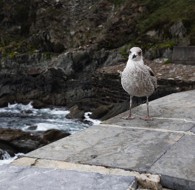 Gaviota encaramada en el mirador del puerto frente al mar