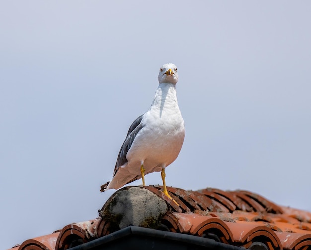 Gaviota encaramada en un techo de tejas mirando a la lente de la cámara con su vista frontal Sus dos ojos