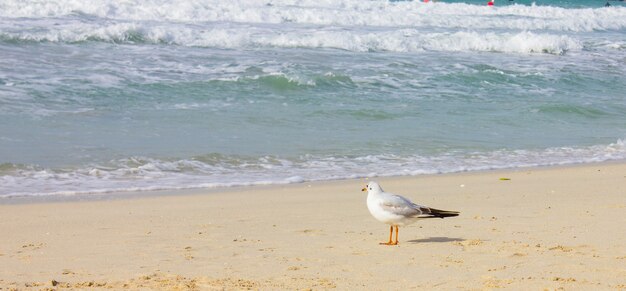 Una gaviota se encuentra en la arena cerca de la orilla.