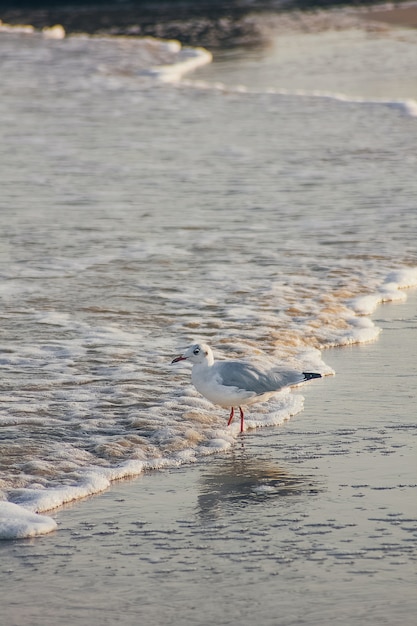 Una gaviota se encuentra en la playa.