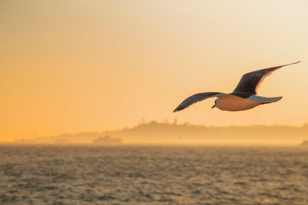 Una gaviota escoltando a un transbordador durante la puesta de sol en el Bósforo