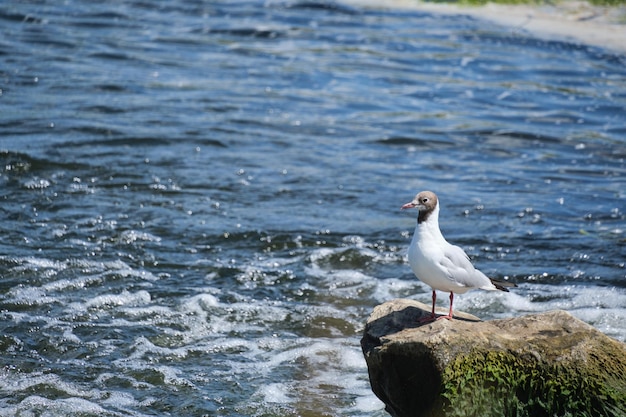 La gaviota está sentada en un río que fluye en medio de piedra