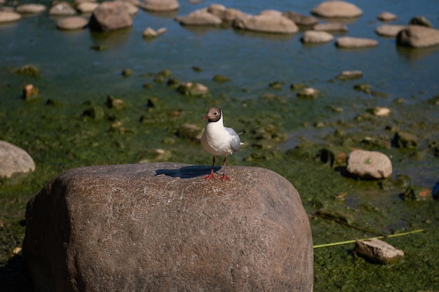 Una gaviota está sentada sobre una gran roca en la orilla.