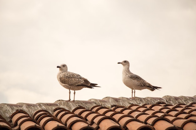 La gaviota está sentada en el techo.