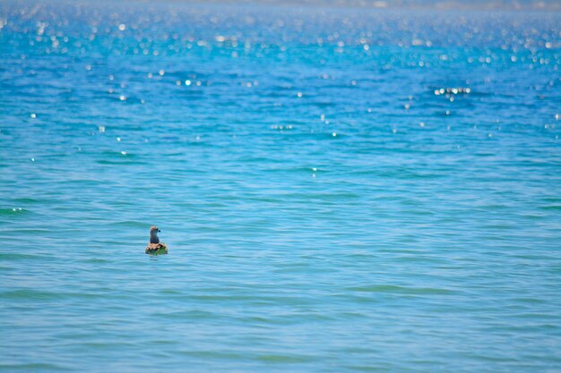 Gaviota flotando sola en el mar de Alghero Cerdeña