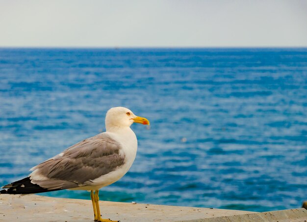 Gaviota en el fondo del mar en un día de verano.