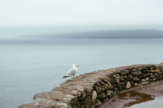 Gaviota en el fondo del océano y las rocas, ring Kerry Irlanda