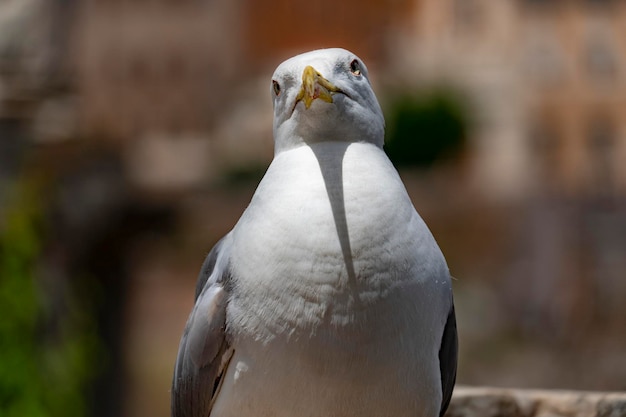 Gaviota en foros imperiales roma