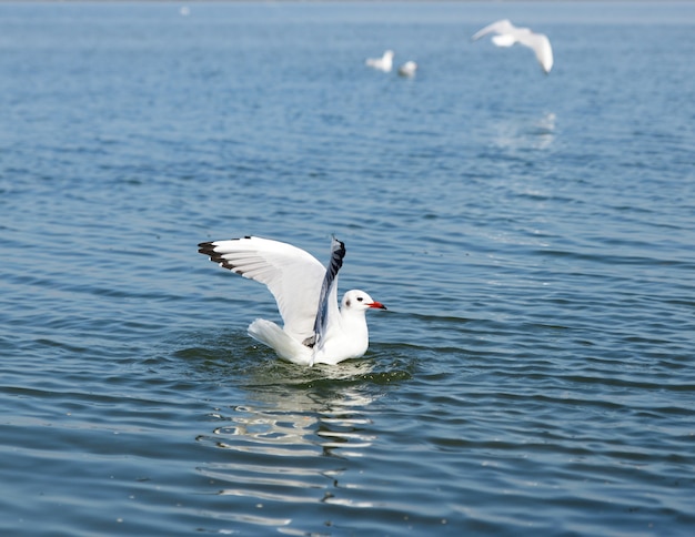 Gaviota gaviota blanca flotando en el mar