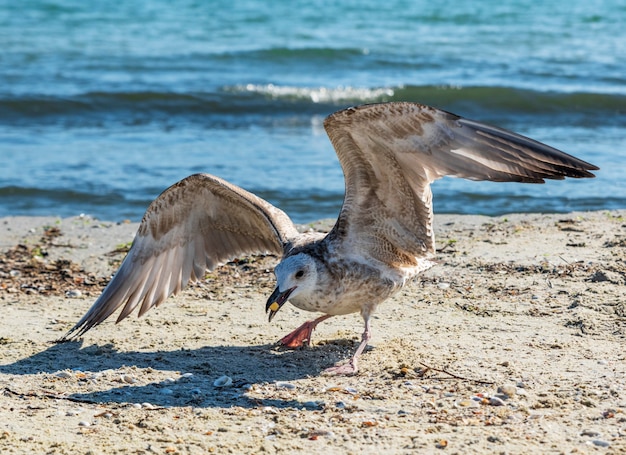 Gaviota grande en la orilla arenosa del mar