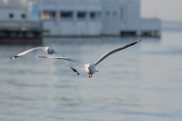 gaviota, grito de guerra emitido en la lucha de gaviotas Dumfries