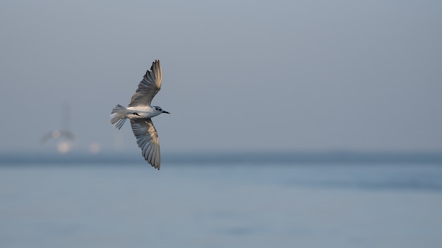 gaviota, grito de guerra emitido en la lucha de gaviotas Dumfries