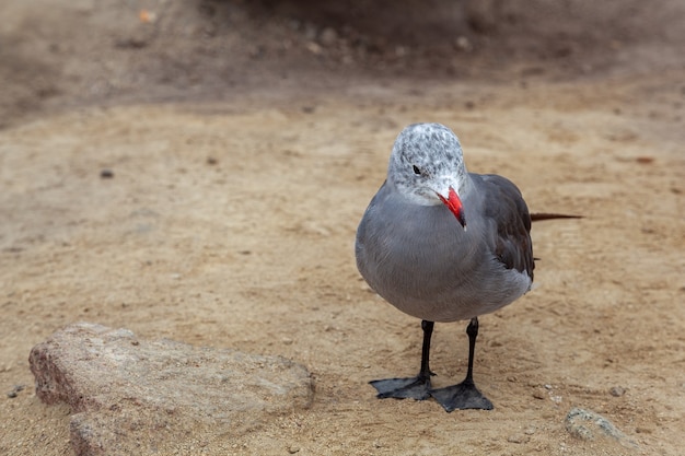 Gaviota de Heermann (Larus heermanni) en Carmel en California