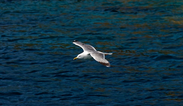 Gaviota de la isla de Elba de Italia Toscana