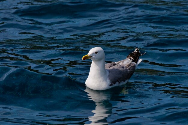 Gaviota de la isla de Elba de Italia Toscana