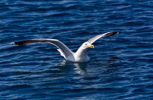 Gaviota de la isla de Elba de Italia Toscana