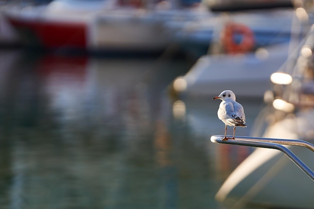 Gaviota joven sentada en el espacio de copia de fondo bokeh de barco