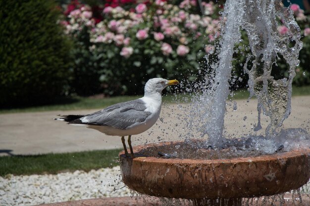 Gaviota junto a la fuente en un jardín de rosas