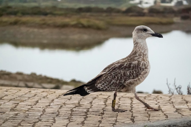 Gaviota juvenil cerca de los muelles