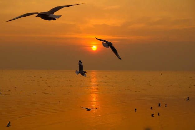 Gaviota de mar vuela sobre el viaje al atardecer en Tailandia