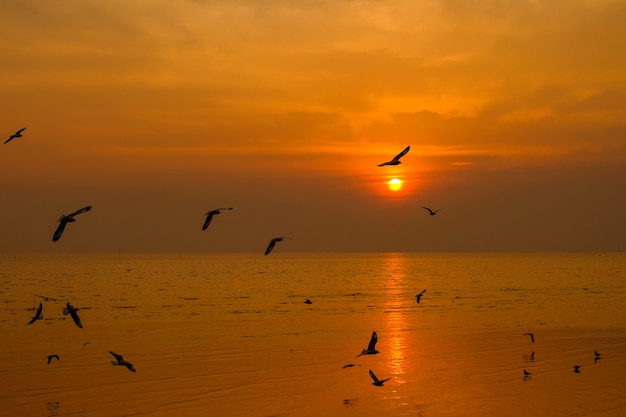 Gaviota de mar vuela sobre el viaje al atardecer en Tailandia