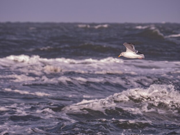 La gaviota en el mar