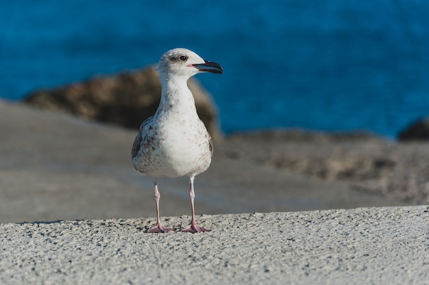 Gaviota en el mar