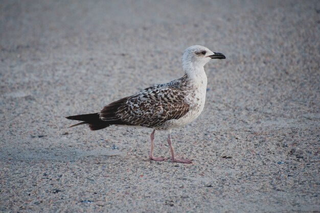 Gaviota en el mar