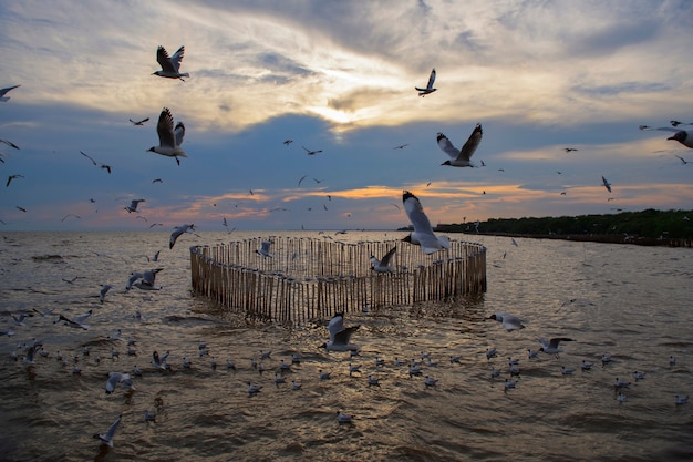 Gaviota en el mar