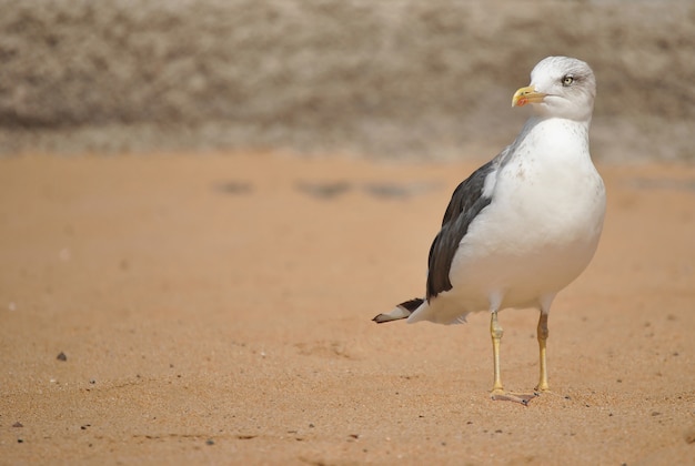 Foto gaviota en el mar