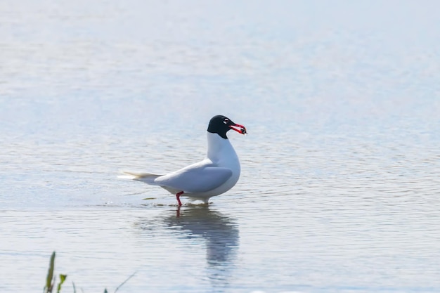 Gaviota mediterránea flotando en el agua