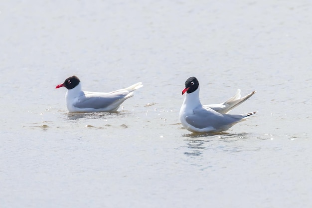 Gaviota mediterránea flotando en el agua