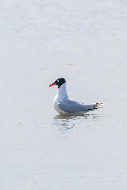 Gaviota mediterránea flotando en el agua