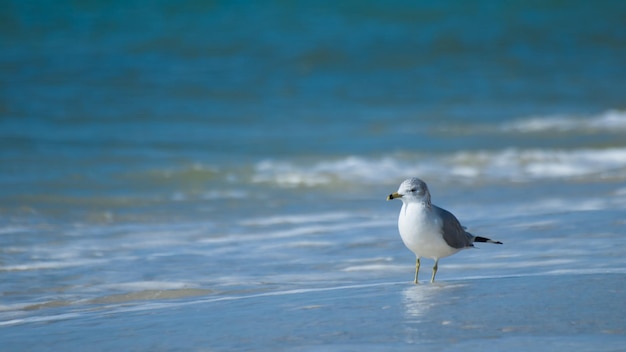 Gaviota en Mexico Beach, Florida.