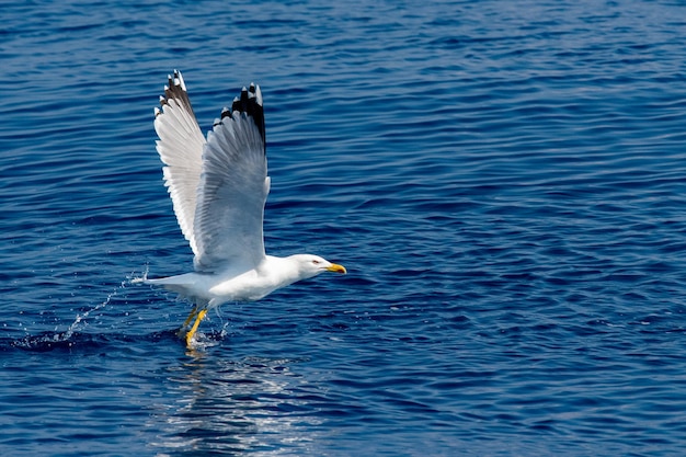 Gaviota mientras despega del mar