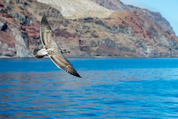 Gaviota mientras vuela en la puesta del sol del océano