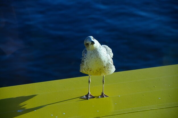 Gaviota mira de reojo