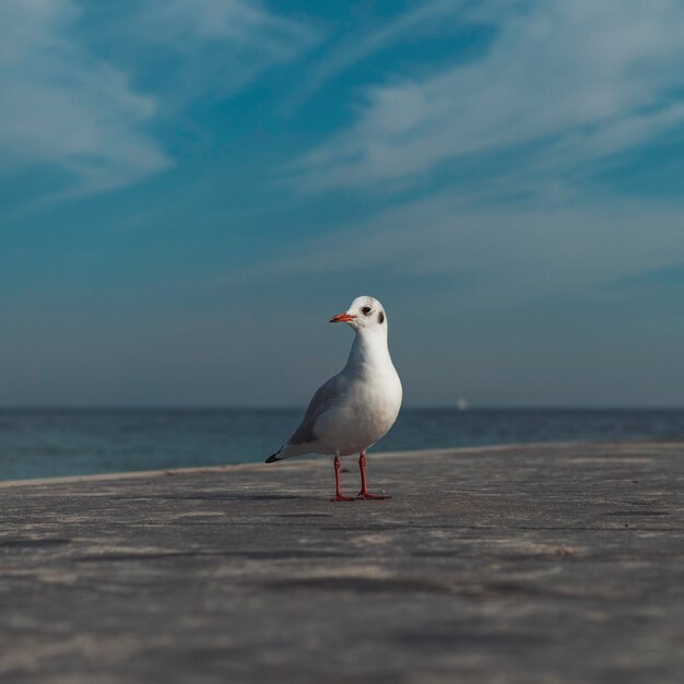 Gaviota en el muelle con cielo azul de fondo Gaviota común maullido de mar